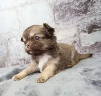 AKC CINNAMON, a female Chihuahua for sale in Muskogee, OK – 6 of 10