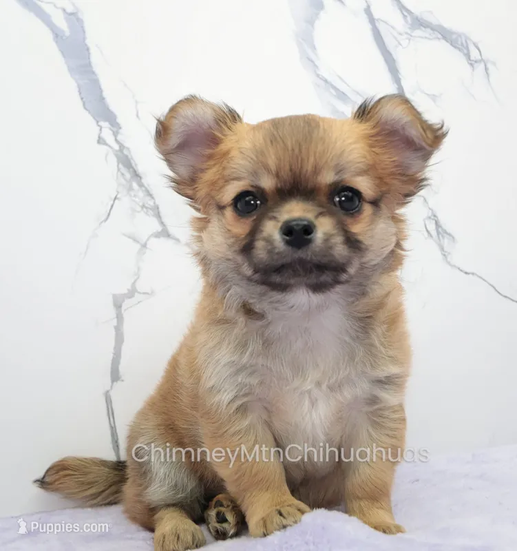 AKC VERITY – Chihuahua puppy for sale in Muskogee, OK
