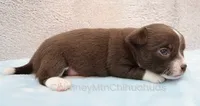 AKC QUINNA, a female Chihuahua for sale in Muskogee, OK – 7 of 10