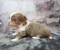 AKC FROST, a male Chihuahua for sale in Muskogee, OK – 8 of 10