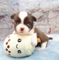 AKC TOM, a male Chihuahua for sale in Muskogee, OK – 8 of 10