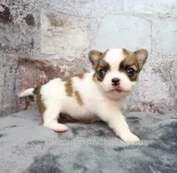 AKC PECAN, a male Chihuahua for sale in Muskogee, OK – 4 of 10