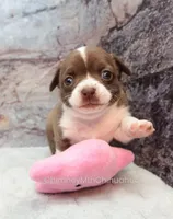 AKC ELTON, a male Chihuahua for sale in Muskogee, OK – Photo 3 of 10