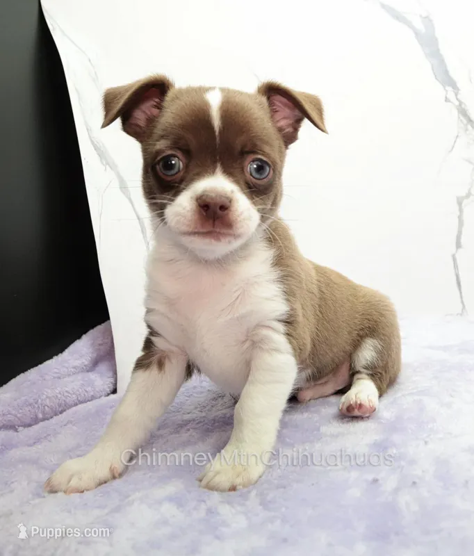 AKC ELTON – Chihuahua puppy for sale in Muskogee, OK