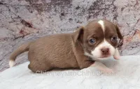 AKC ELTON, a male Chihuahua for sale in Muskogee, OK – Photo 5 of 10