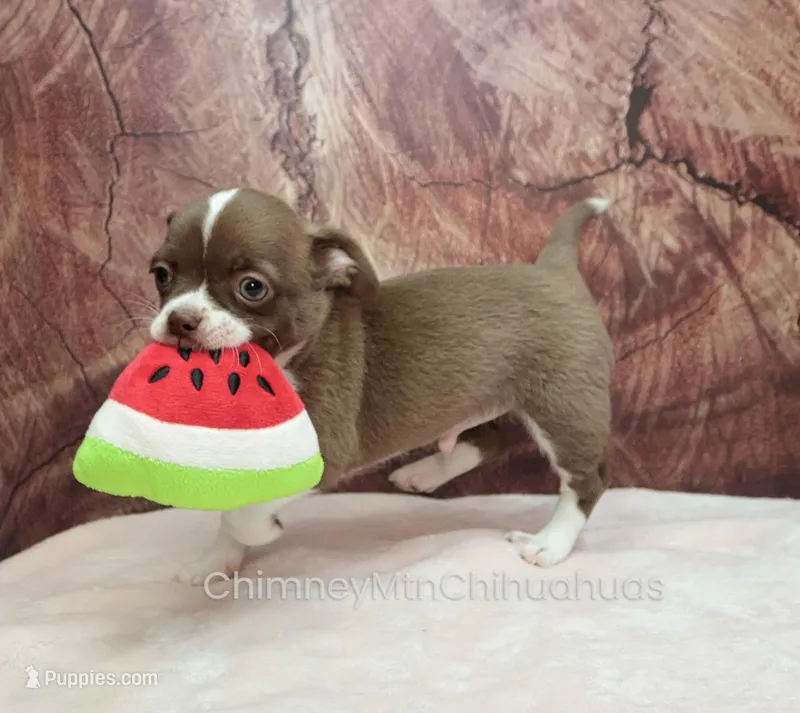 AKC ELTON – Chihuahua puppy for sale in Muskogee, OK