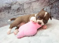 AKC ELTON, a male Chihuahua for sale in Muskogee, OK – Photo 2 of 10