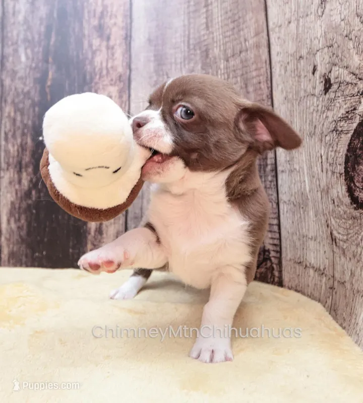 AKC ELTON – Chihuahua puppy for sale in Muskogee, OK