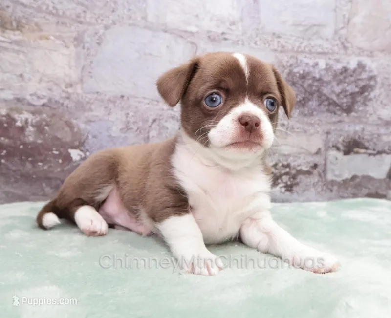 AKC ELTON – Chihuahua puppy for sale in Muskogee, OK