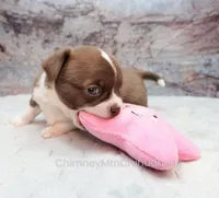 AKC ELTON, a male Chihuahua for sale in Muskogee, OK – Photo 4 of 10