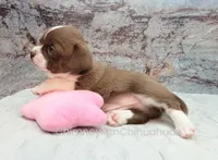 AKC ELTON, a male Chihuahua for sale in Muskogee, OK – Photo 6 of 10