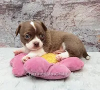 AKC ELTON, a male Chihuahua for sale in Muskogee, OK – Photo 7 of 10