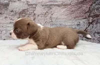 AKC ELTON, a male Chihuahua for sale in Muskogee, OK – Photo 8 of 10