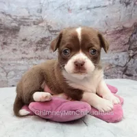 AKC ELTON, a male Chihuahua for sale in Muskogee, OK – Photo 1 of 10