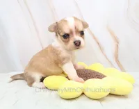 AKC IKE, a male Chihuahua for sale in Muskogee, OK – 7 of 10