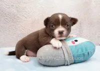 AKC QUINNA, a female Chihuahua for sale in Muskogee, OK – 5 of 10