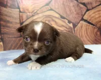 AKC EMILY, a female Chihuahua for sale in Muskogee, OK – 4 of 10
