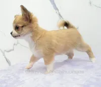AKC PALOMA, a female Chihuahua for sale in Muskogee, OK – 4 of 10