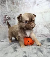AKC CINNAMON, a female Chihuahua for sale in Muskogee, OK – 7 of 10