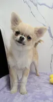 AKC FREIDA, a female Chihuahua for sale in Muskogee, OK – 2 of 10