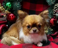 AKC ZUMA, a male Chihuahua for sale in Muskogee, OK – 9 of 10