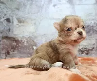 AKC IDA, a female Chihuahua for sale in Muskogee, OK – 2 of 10