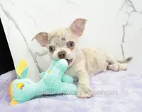 AKC RICO, a male Chihuahua for sale in Muskogee, OK – 2 of 10
