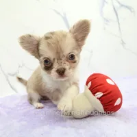 AKC IVY, a female Chihuahua for sale in Muskogee, OK – 4 of 10