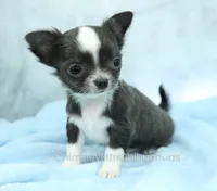 Unborn Litter- AKC, a  Chihuahua for sale in Muskogee, OK – 4 of 7