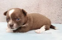 AKC QUINCY, a male Chihuahua for sale in Muskogee, OK – 2 of 10