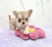 AKC IVY, a female Chihuahua for sale in Muskogee, OK – 3 of 10