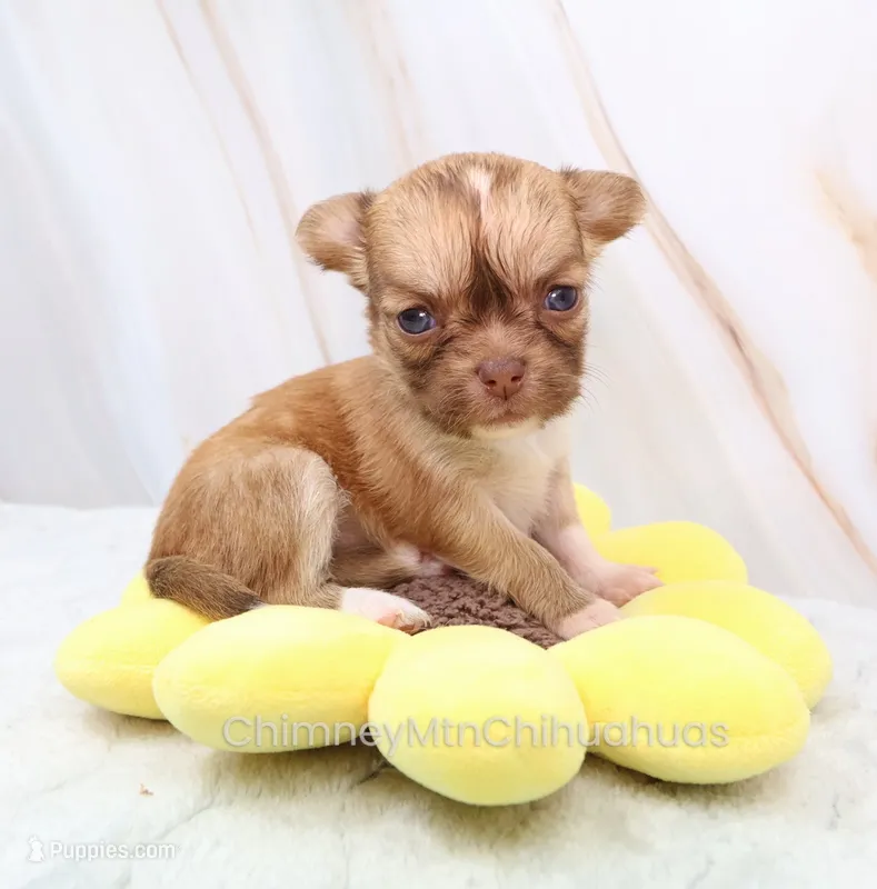 AKC ILANA – Chihuahua puppy for sale in Muskogee, OK
