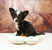 AKC ISLA, a female Chihuahua for sale in Muskogee, OK – 1 of 10