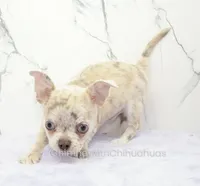 AKC RICO, a male Chihuahua for sale in Muskogee, OK – 5 of 10
