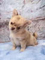 Unborn Litter- AKC, a  Chihuahua for sale in Muskogee, OK – 2 of 10