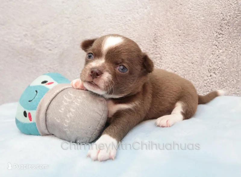 AKC QUINCY – Chihuahua puppy for sale in Muskogee, OK