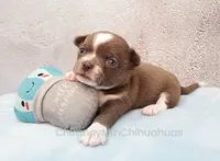 AKC QUINCY, a male Chihuahua for sale in Muskogee, OK – 1 of 10