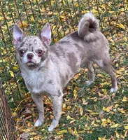 AKC RUFUS, a male Chihuahua for sale in Muskogee, OK – Photo 10 of 10