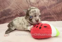 AKC RUFUS, a male Chihuahua for sale in Muskogee, OK – Photo 6 of 10