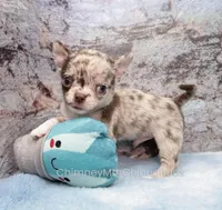 AKC RUFUS, a male Chihuahua for sale in Muskogee, OK – 3 of 10