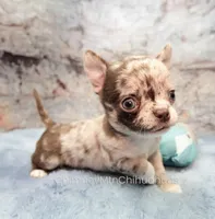 AKC RUFUS, a male Chihuahua for sale in Muskogee, OK – 7 of 10