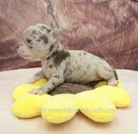 AKC RUFUS, a male Chihuahua for sale in Muskogee, OK – Photo 2 of 10