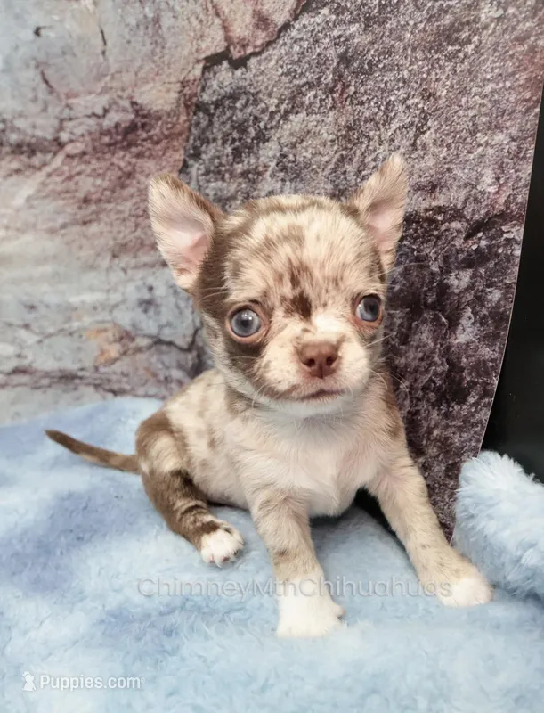 AKC RUFUS – Chihuahua puppy on hold in Muskogee, OK