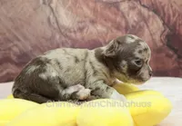 AKC RUFUS, a male Chihuahua for sale in Muskogee, OK – Photo 4 of 10