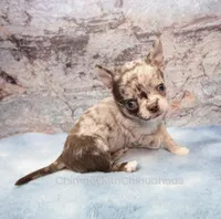 AKC RUFUS, a male Chihuahua for sale in Muskogee, OK – 2 of 10