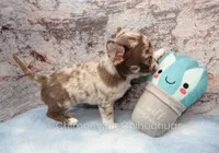 AKC RUFUS, a male Chihuahua for sale in Muskogee, OK – 6 of 10