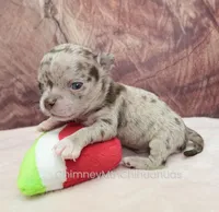 AKC RUFUS, a male Chihuahua for sale in Muskogee, OK – Photo 5 of 10