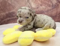 AKC RUFUS, a male Chihuahua for sale in Muskogee, OK – Photo 7 of 10