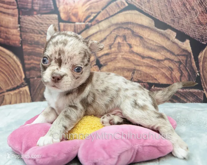 AKC RUFUS – Chihuahua puppy for sale in Muskogee, OK