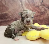 AKC RUFUS, a male Chihuahua for sale in Muskogee, OK – Photo 3 of 10
